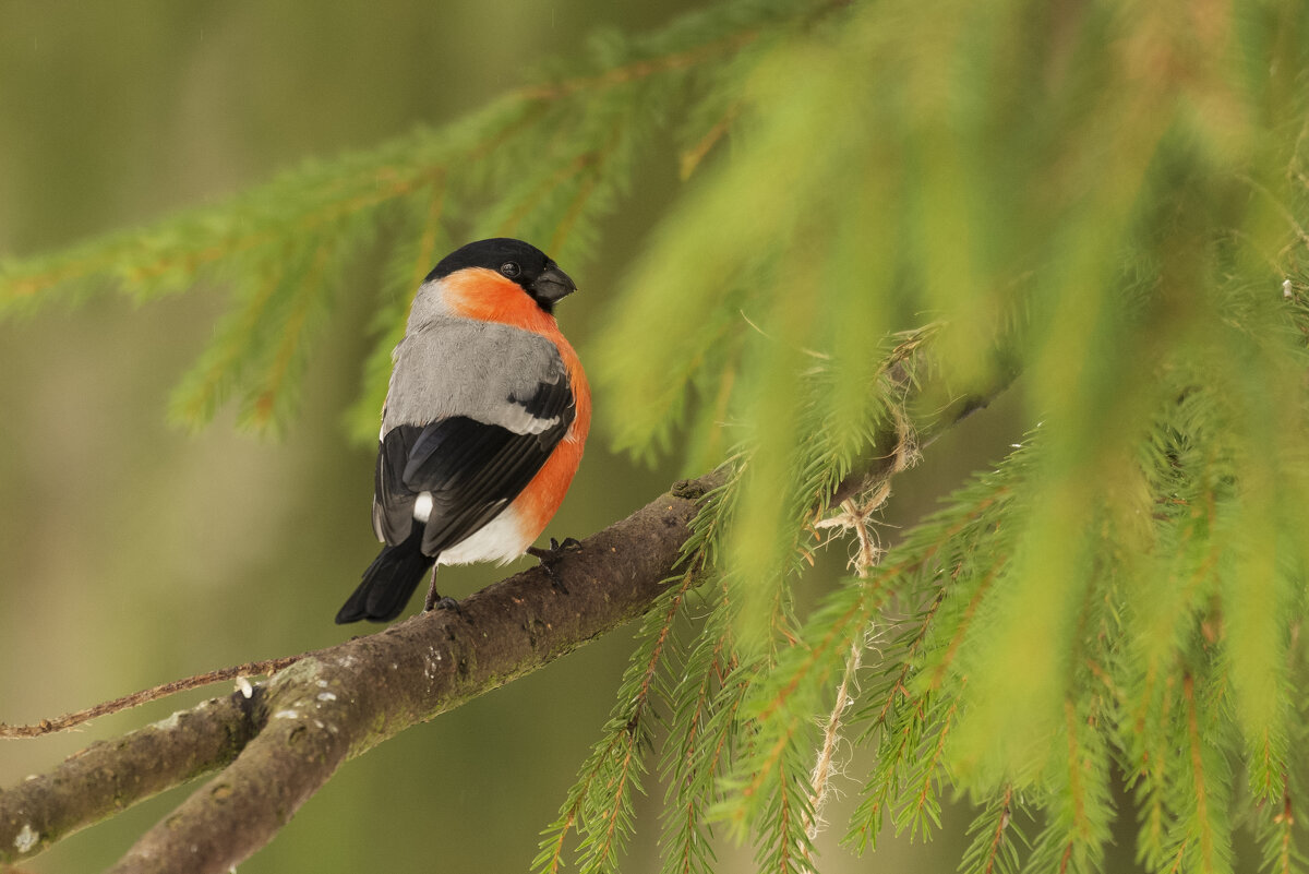 Снегирь - Максим Вышарь
