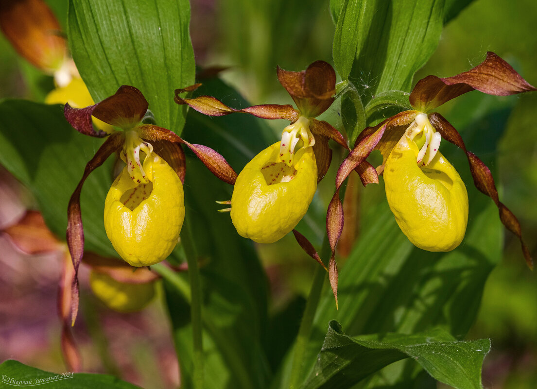 Бышмачки венерины в таежных окрестностях Ухты, аромат приятный, а вот корни пахнут специфически - Николай Зиновьев