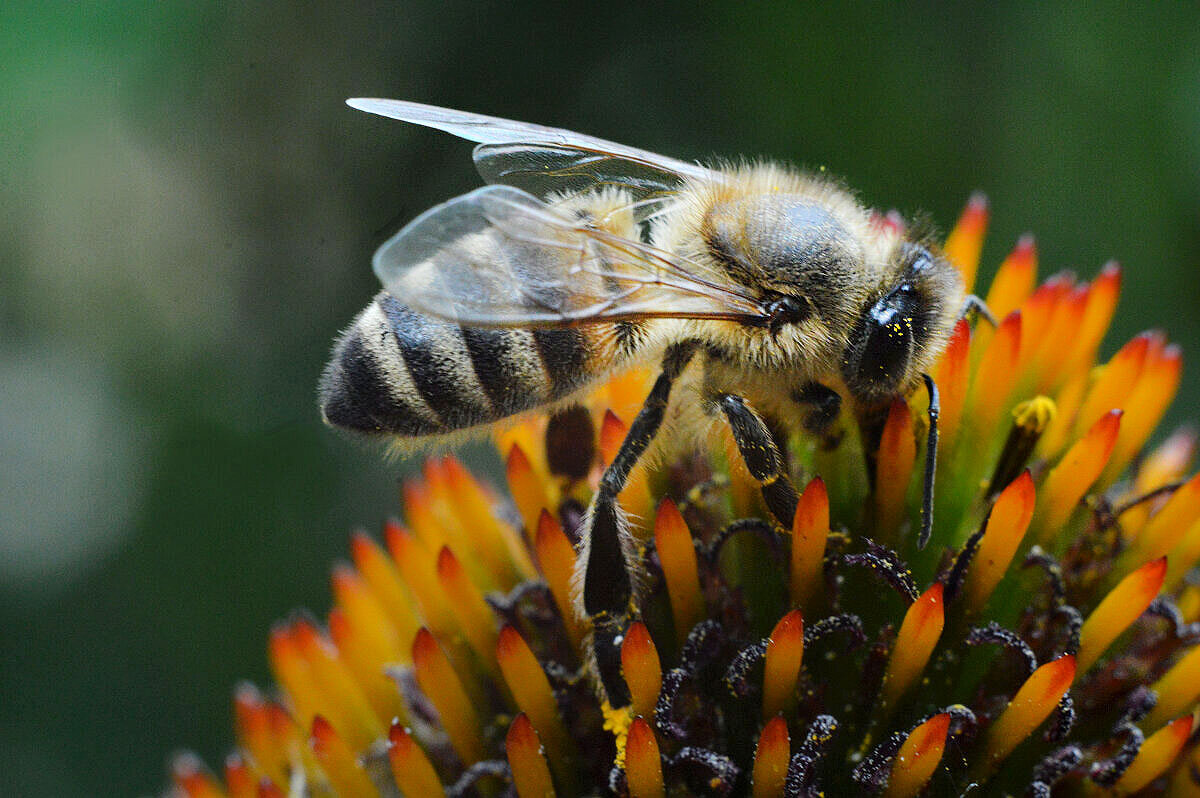 Труженица.... - Надежда Куркина 