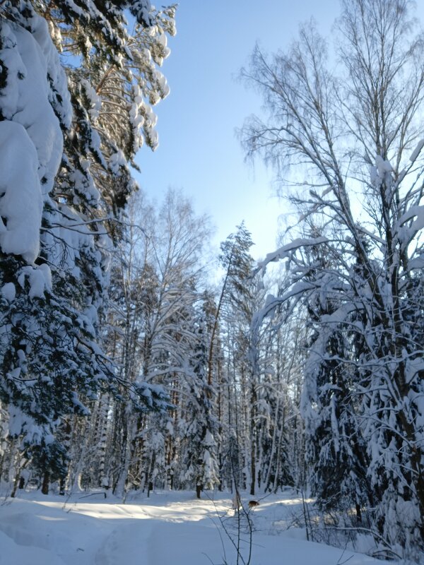 в заснеженном лесу - Владимир 