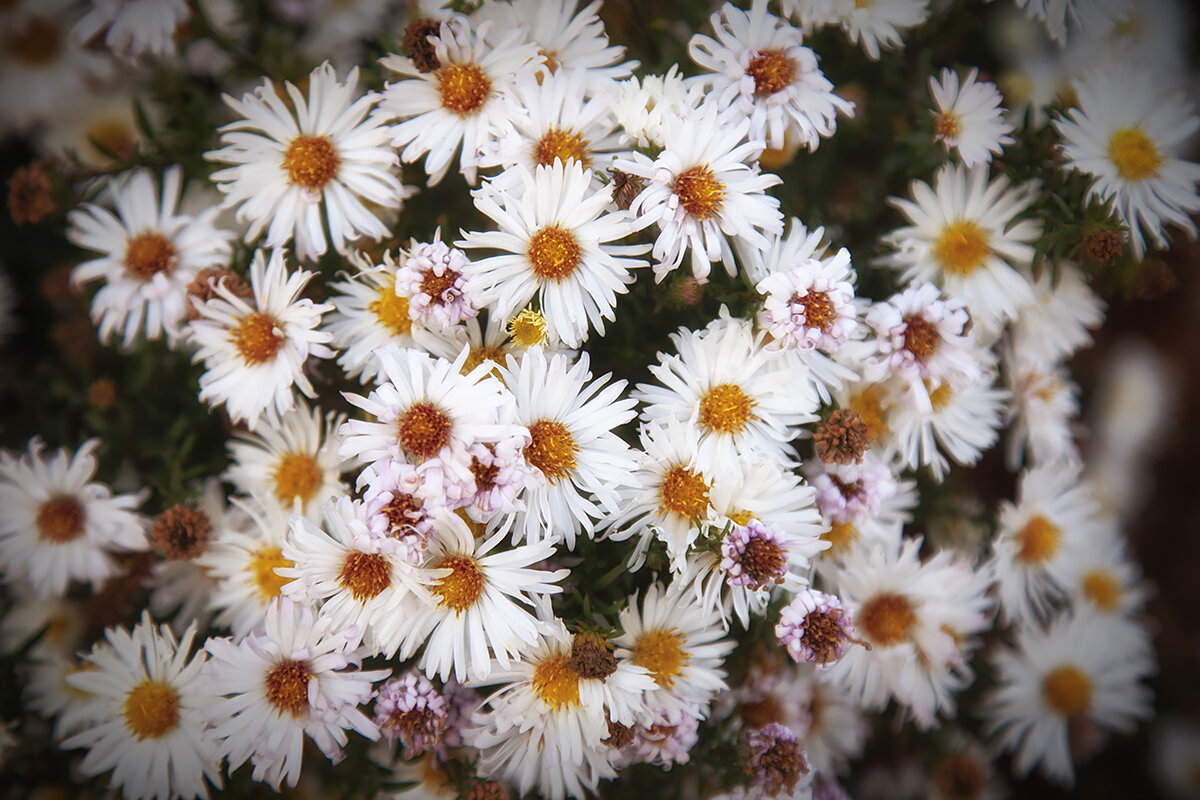 Осенние хризантемы. - Лилия *