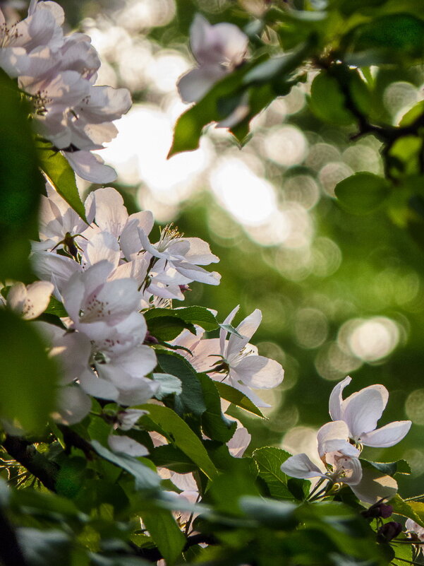 Весенний вечер - Наталья Rosenwasser