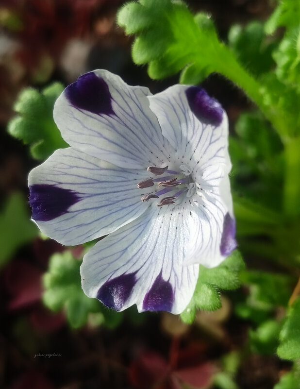 Немофила пятнистая - Юлия Погодина Немофила пятнистая - Юлия Погодина