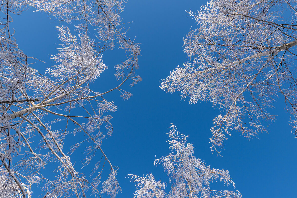 Берёзы и небо - Александр Мезенцев