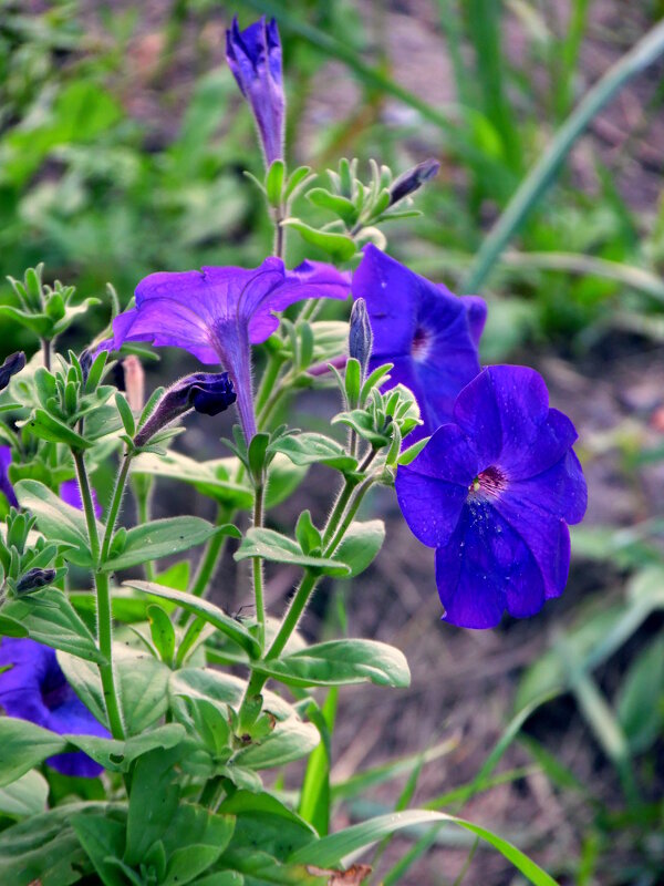 Петунья. - nadyasilyuk Вознюк