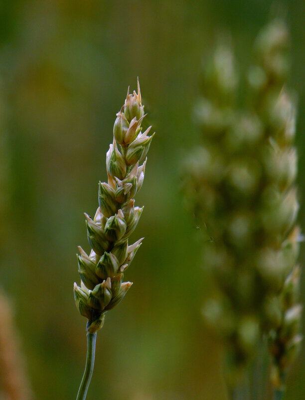 Пшеничный колосок. - nadyasilyuk Вознюк