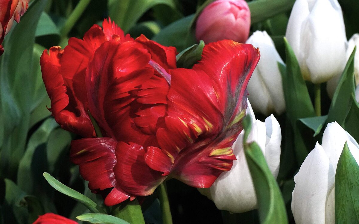 Репетиция весны - Татьяна Тюменка