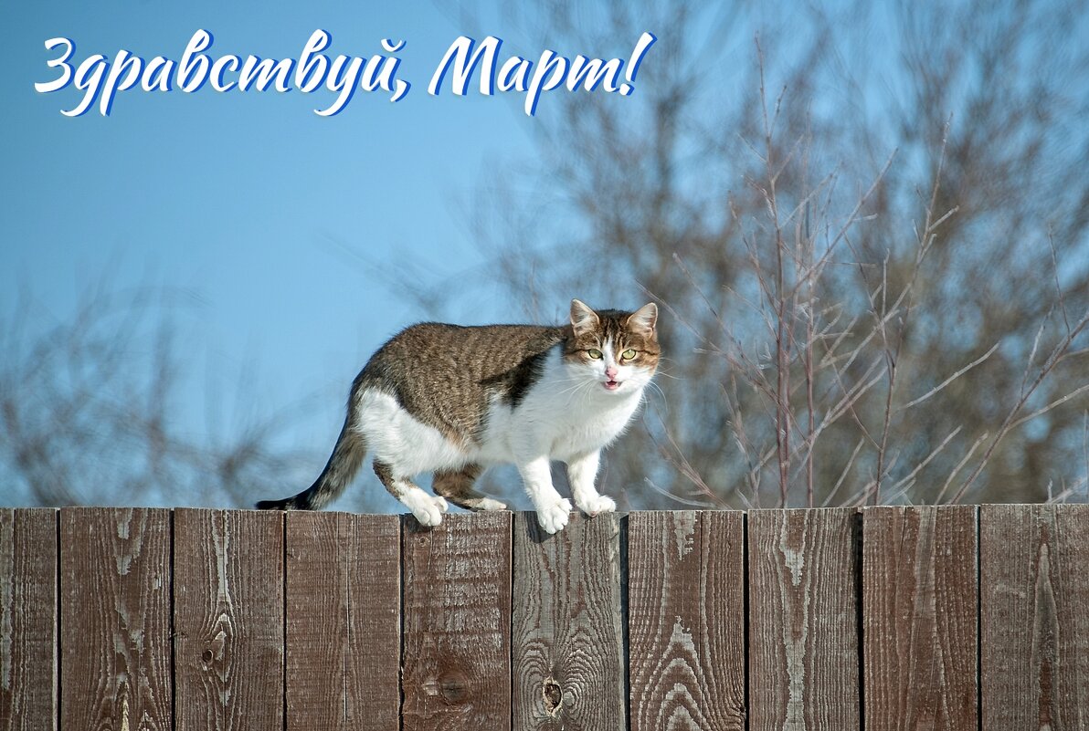 1 марта ежегодно в России отмечают День кошек - Валерий Иванович