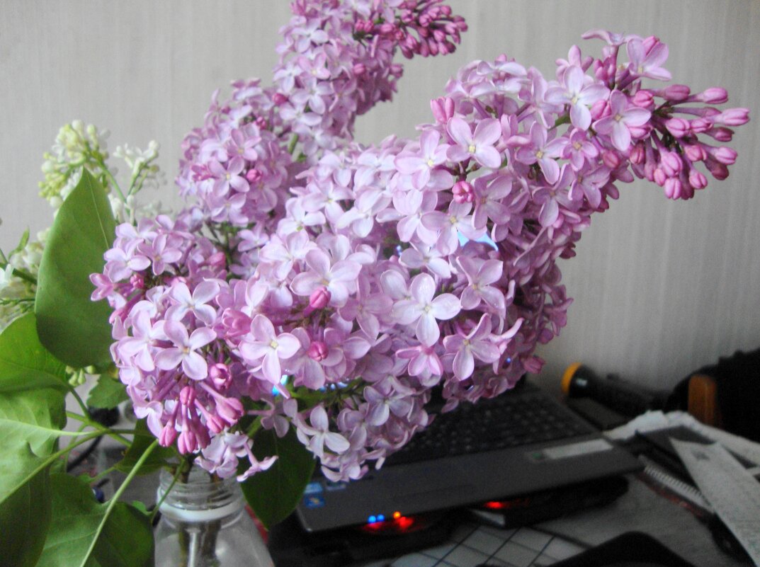 ветка на столе... - Галина Флора