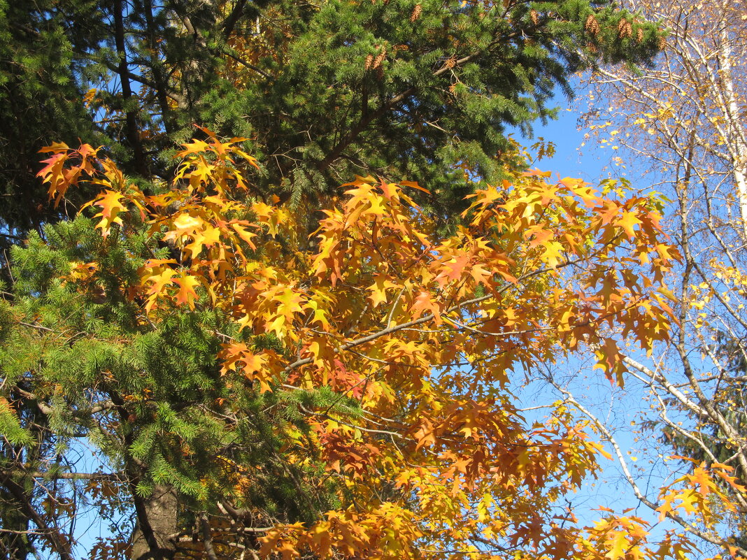 прекрасный октябрь - Елена Шаламова