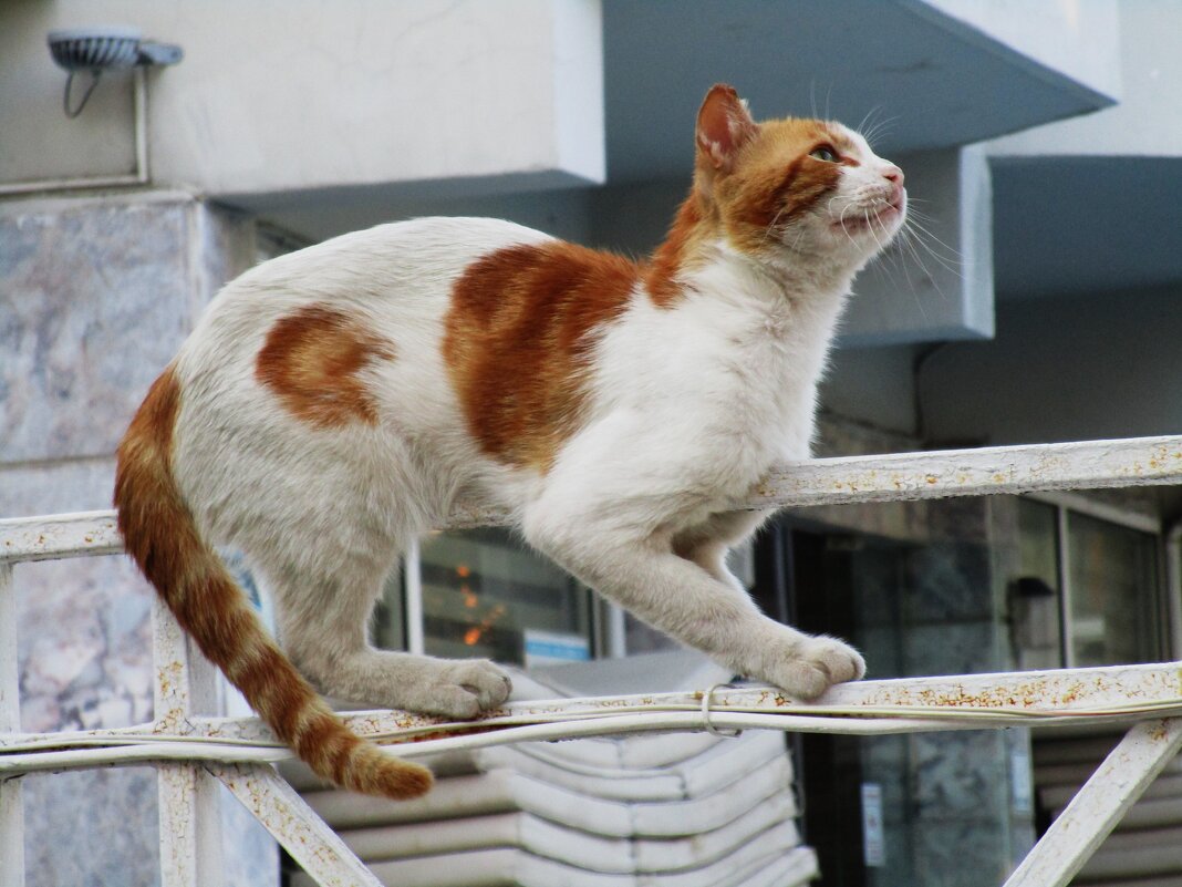 Мармарис  июнь  Турция - Елена Шаламова