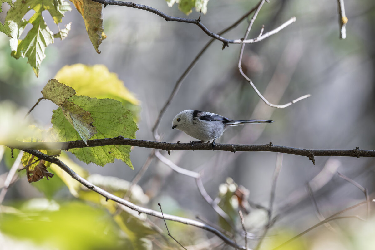 ополовник. - юрий макаров