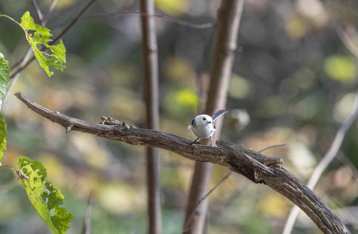 ополовник. - юрий макаров ополовник. - юрий макаров