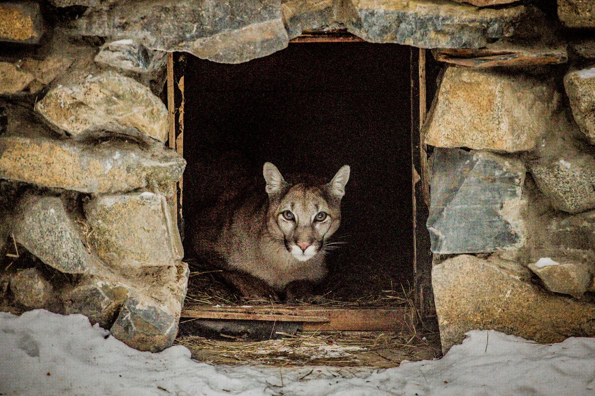 пума - Аркадий Лаптенко