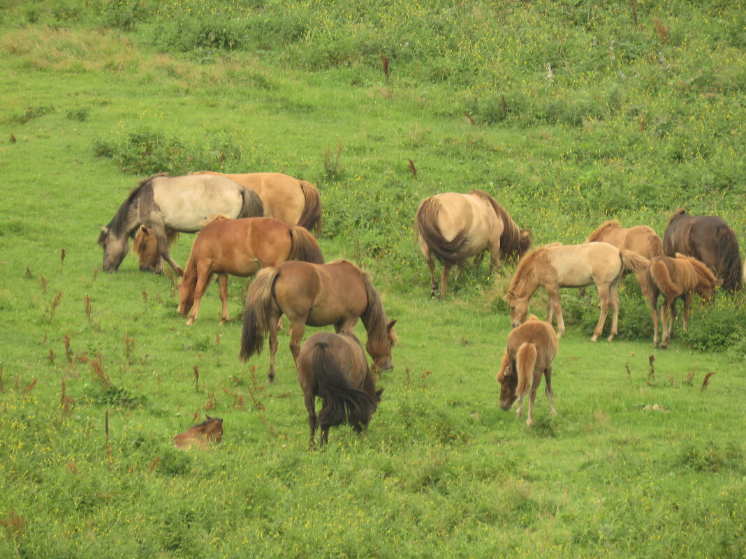 Мустанги - ИРЭН@ .