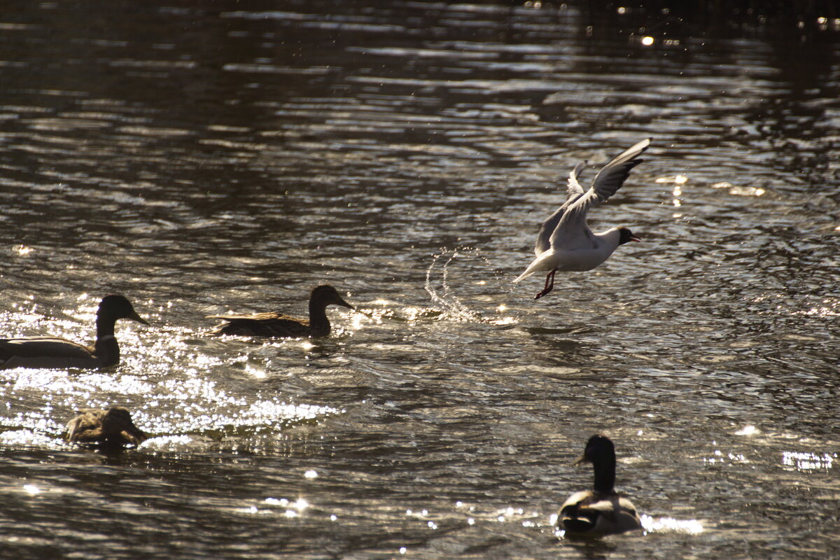 на взлет - Владимир Зырянов