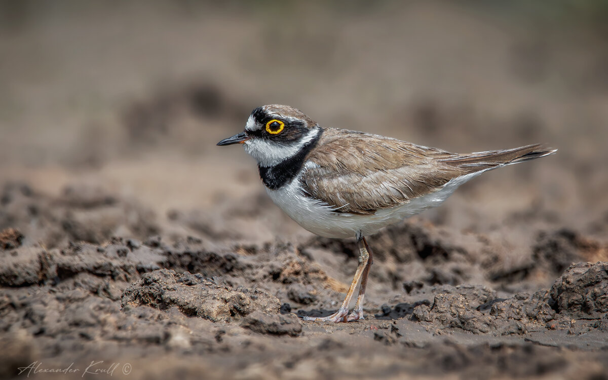 Зуёк - Александр К.