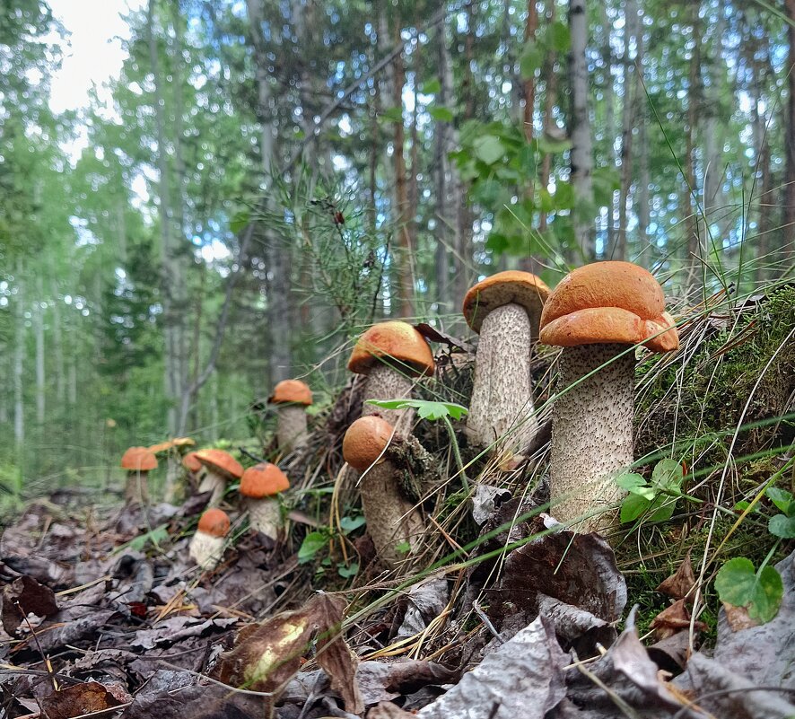 Подосиновый отряд) - Ирина *