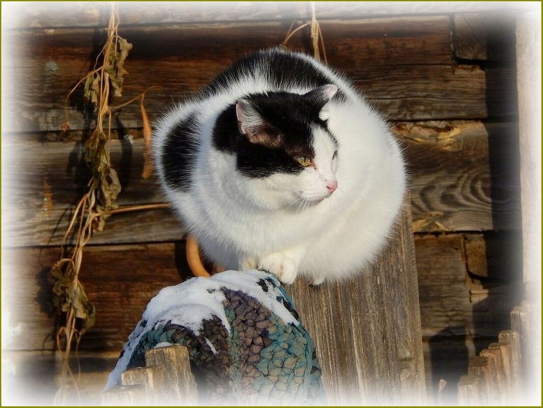 Весной пахнет ... ... - Валентина Надсон Весной пахнет ... ... - Валентина Надсон