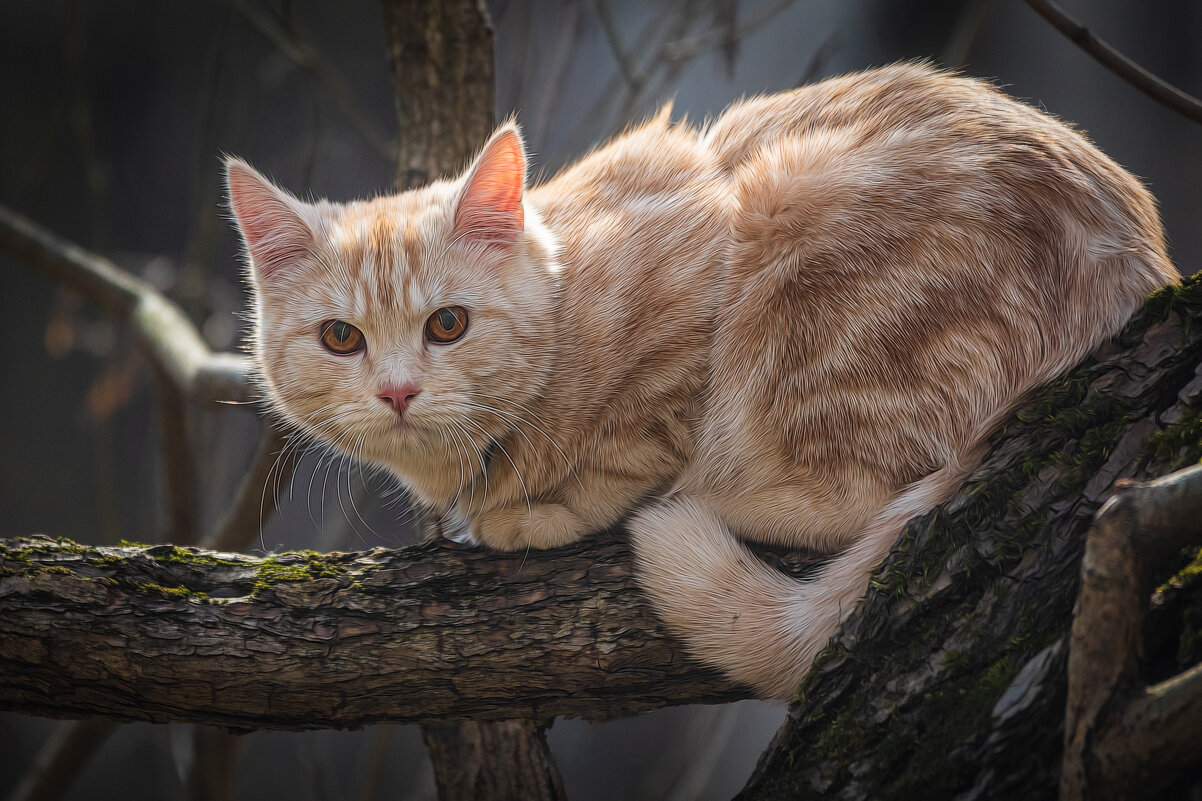 С днём кошек! - Игорь Шевченко С днём кошек! - Игорь Шевченко