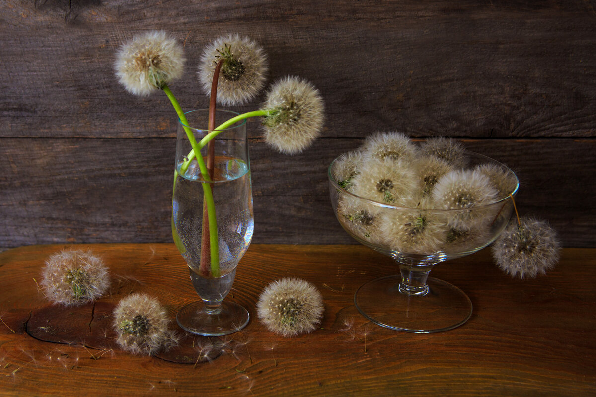 Одуванчики - Владимир Гришин