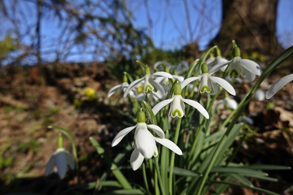 Букетик нежности для Вас! - Галина Букетик нежности для Вас! - Галина