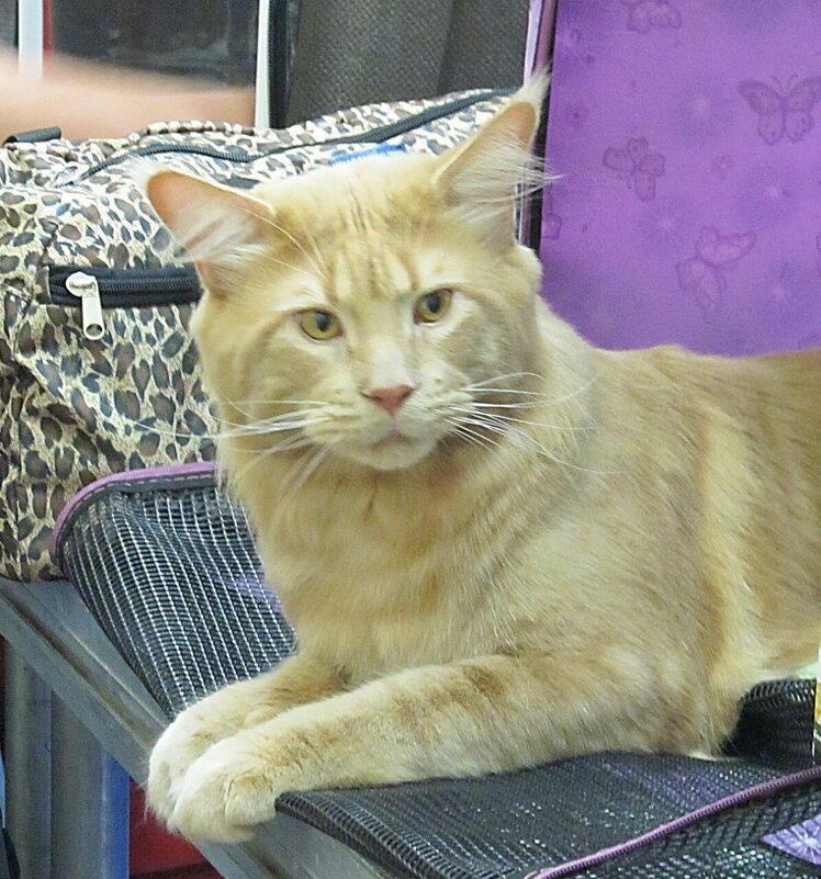 День кошек - PRP 