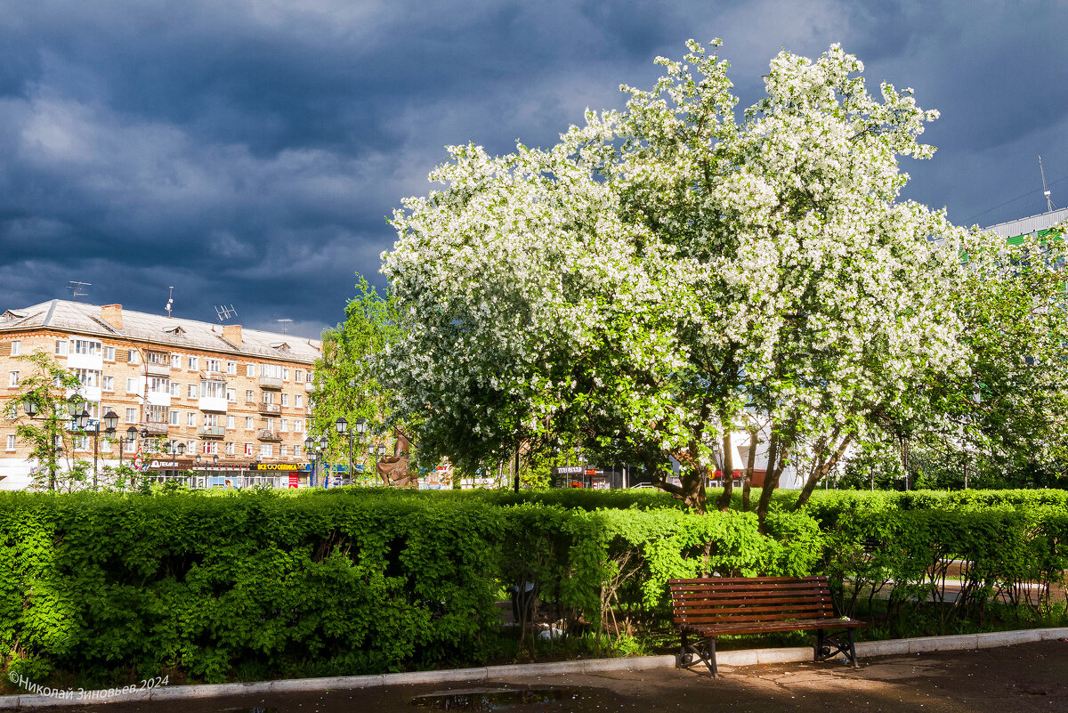 Ухта. Цветение мелкоплодной яблони на Крайнем Севере в середине июня - Николай Зиновьев