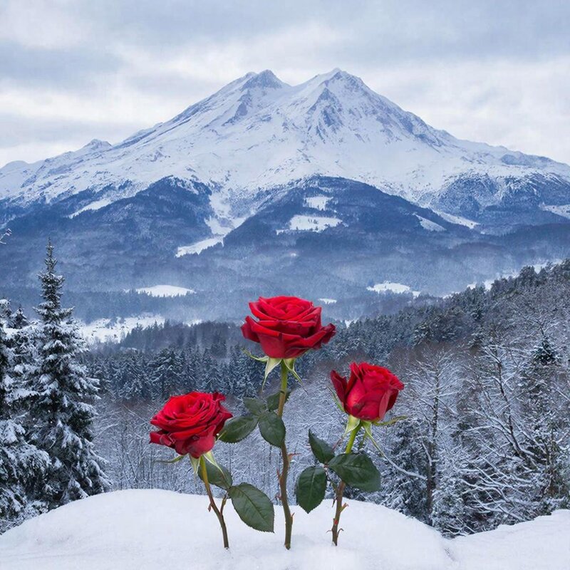 цветы - МАРИЯ ПОПОВА