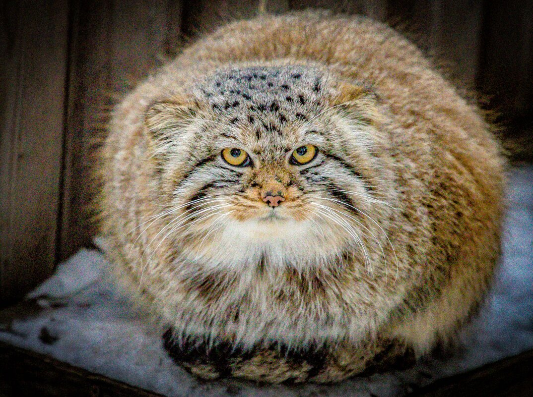 МАНУЛ - Аркадий Лаптенко МАНУЛ - Аркадий Лаптенко