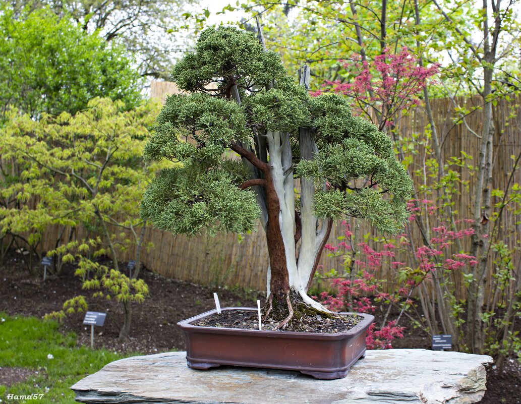 Бонсай - Ната57 Наталья Мамедова