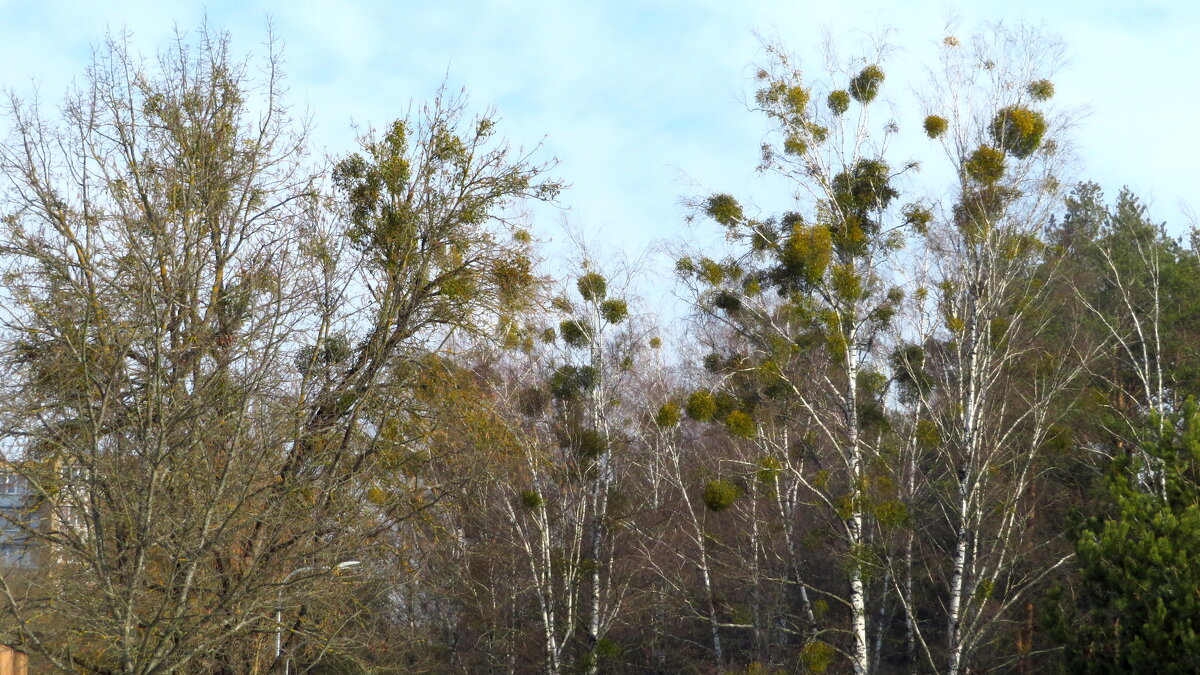 C началом весны, Друзья ! - rimgis 