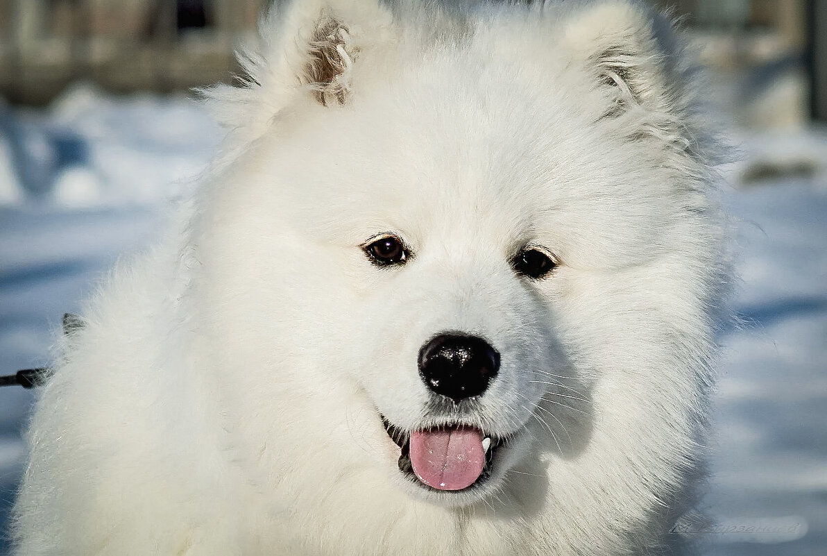 Белоснежный добряк. - Михаил Курзанцев