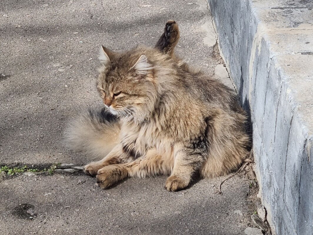 С Днём котов! :) - Наталья 