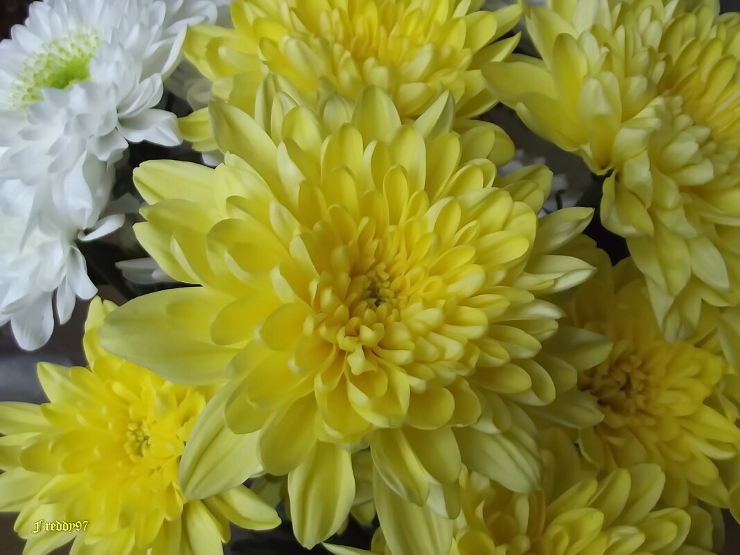 Хризантемы - Freddy 97 Хризантемы - Freddy 97