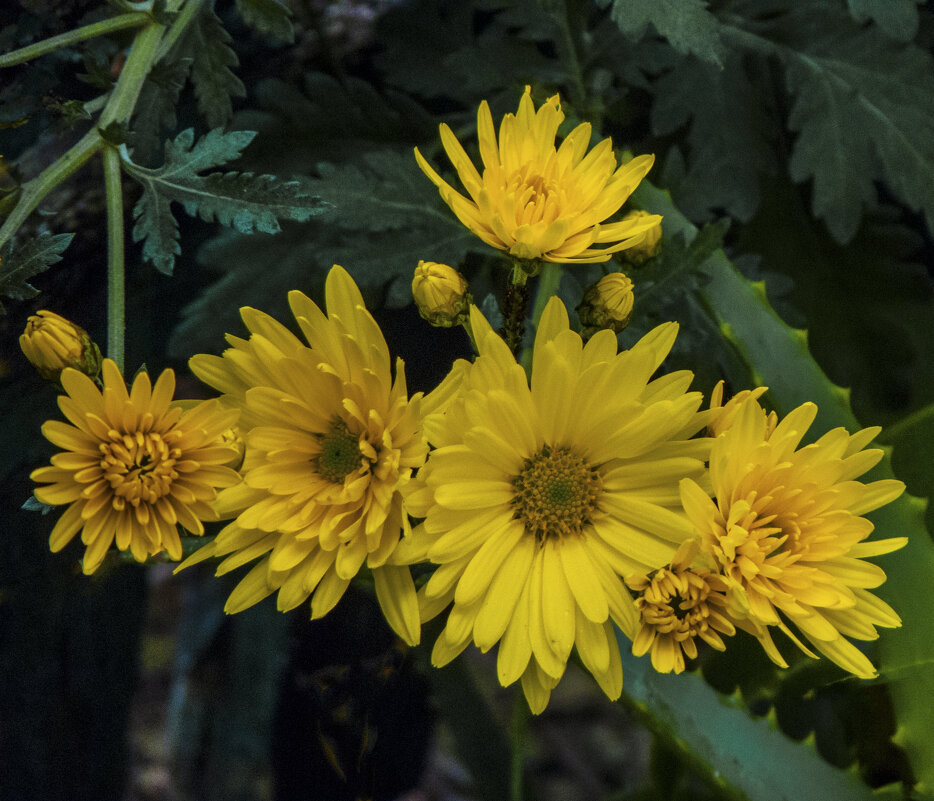 Жёлтые хризантемы - Валентин Семчишин