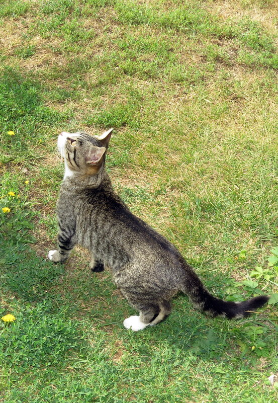Всё-равно тебя поймаю! - Валерий Судачок Всё-равно тебя поймаю! - Валерий Судачок