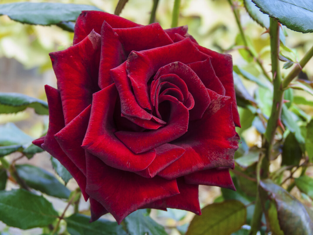 Бархатная  роза - Валентин Семчишин