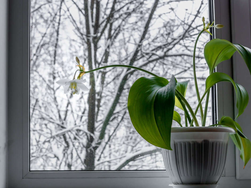 Окно - Игорь Николаев