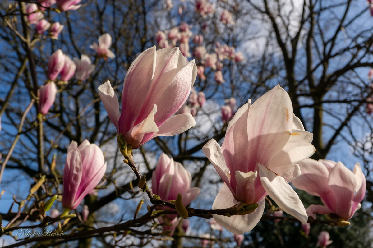 Весеннее... - Николай Гирш