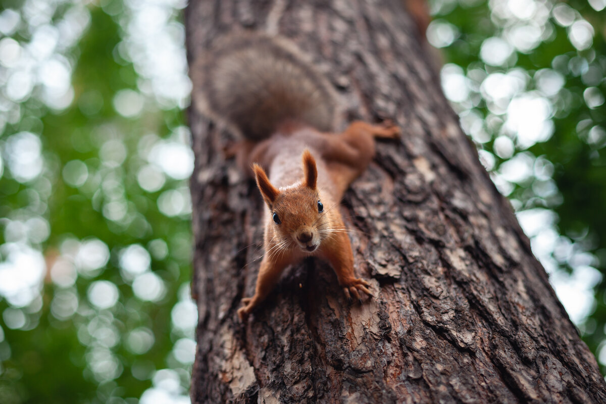 охотник - Антон Лихач охотник - Антон Лихач
