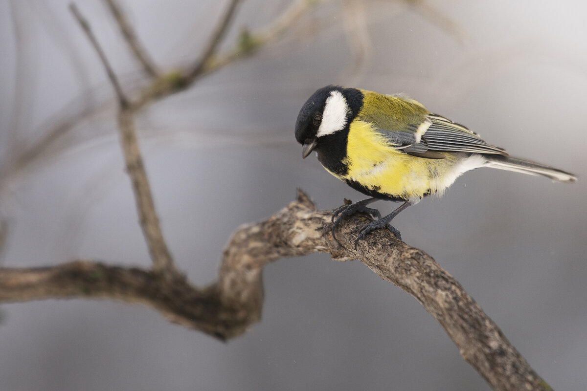 Синица - Максим Вышарь