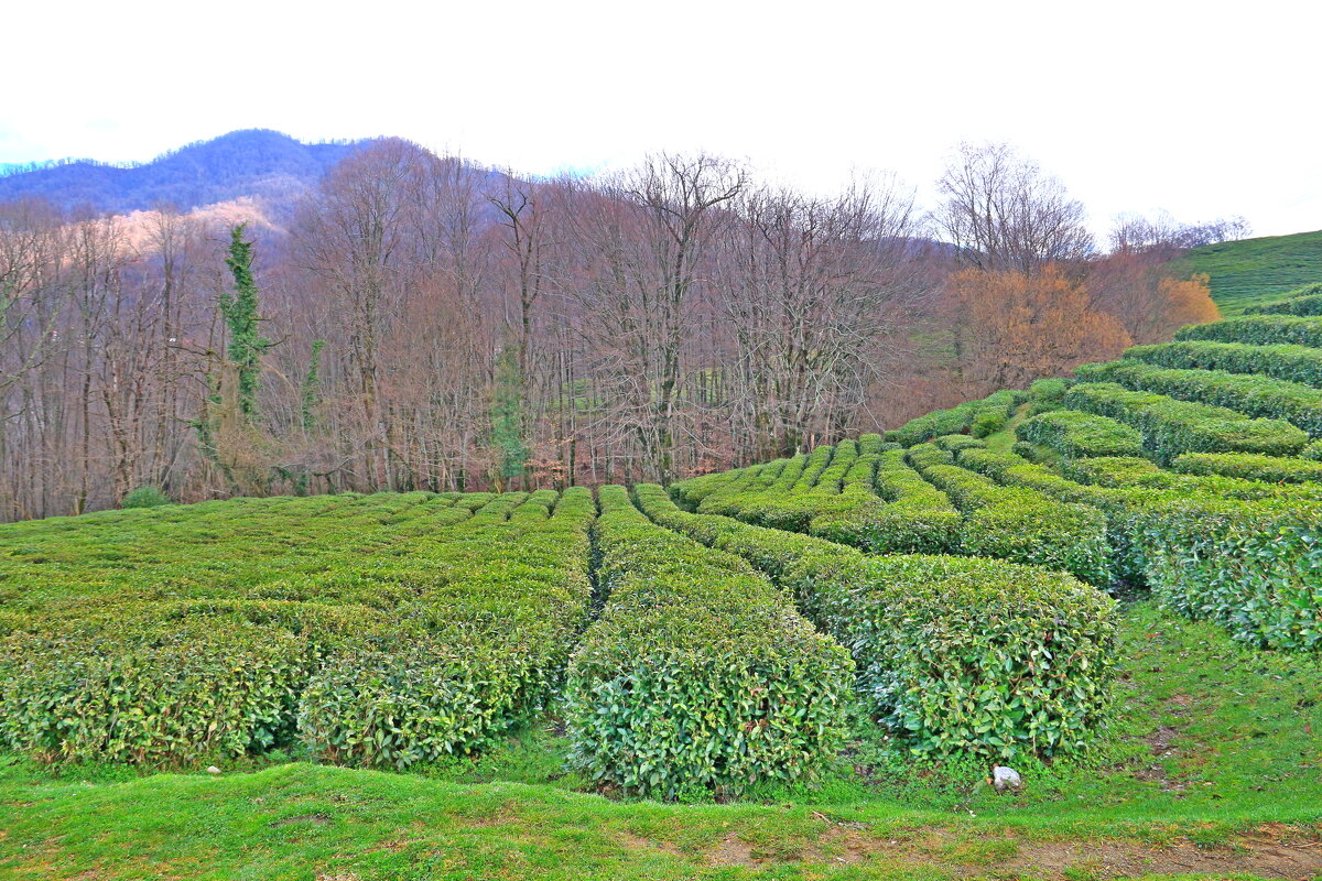 Чайная плантация - Мишель71 