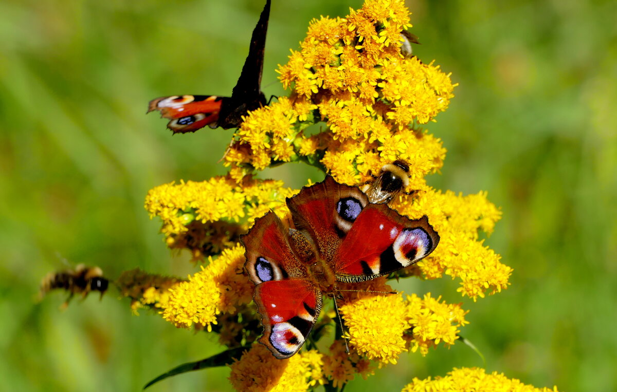 опять про бабочек...508 - Александр Прокудин