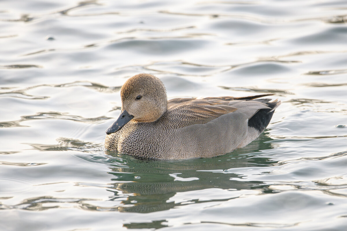 Филейная грудка серой утки - Дарья Меркулова