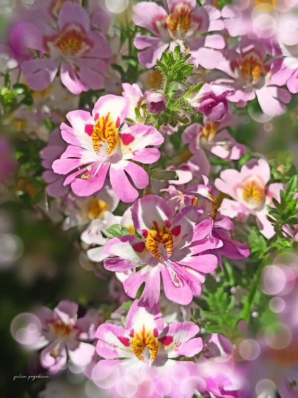 Схизантус - Юлия Погодина