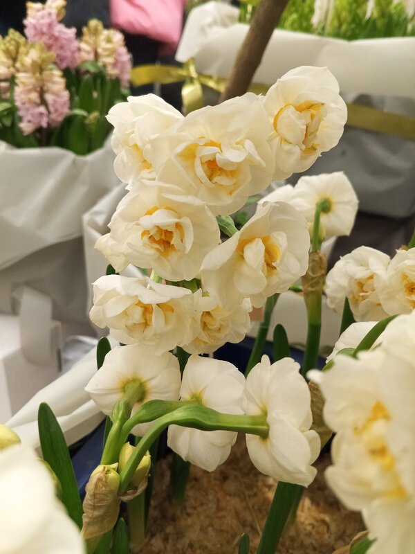 Нарцисс - Сапсан 