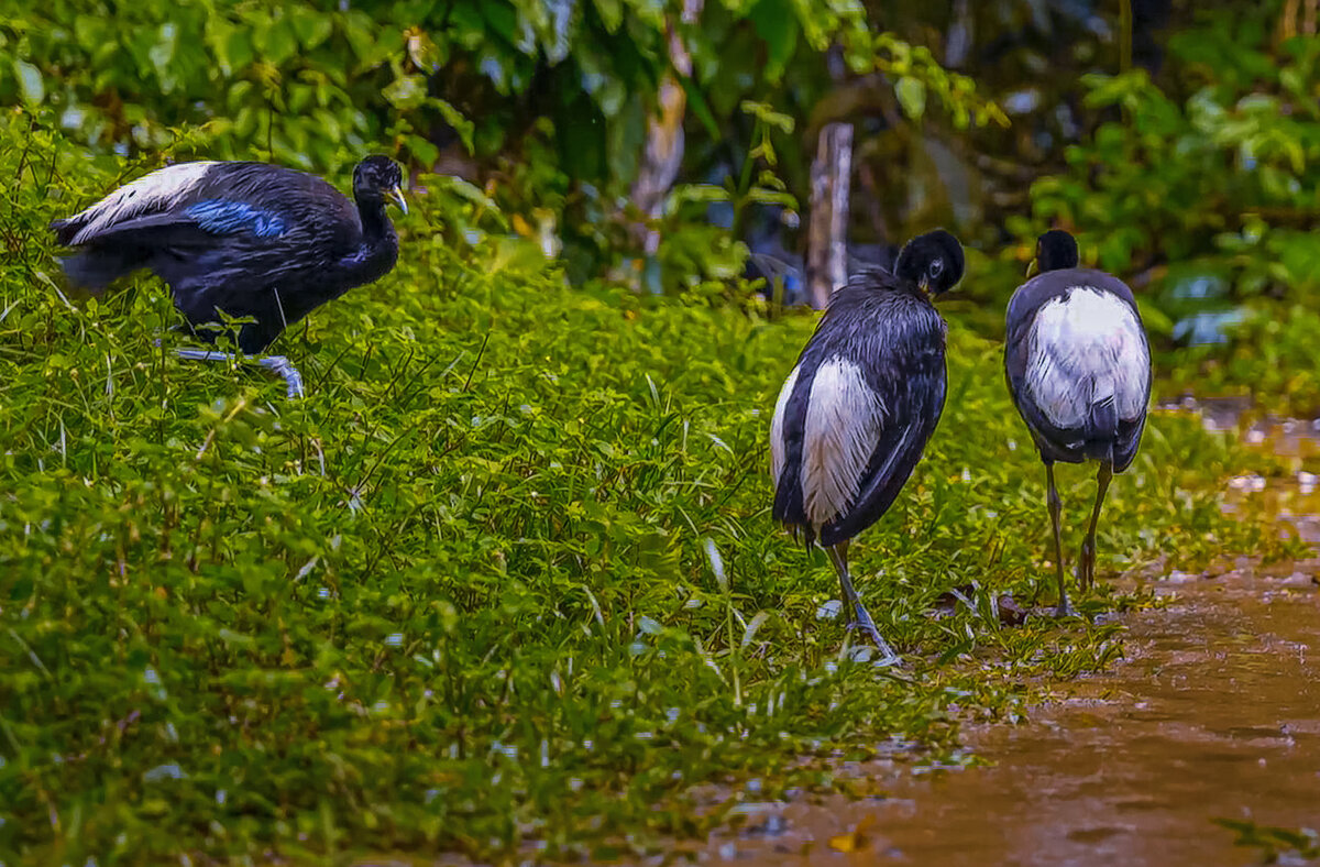 Белокрылые трубачи - Aleksey Afonin