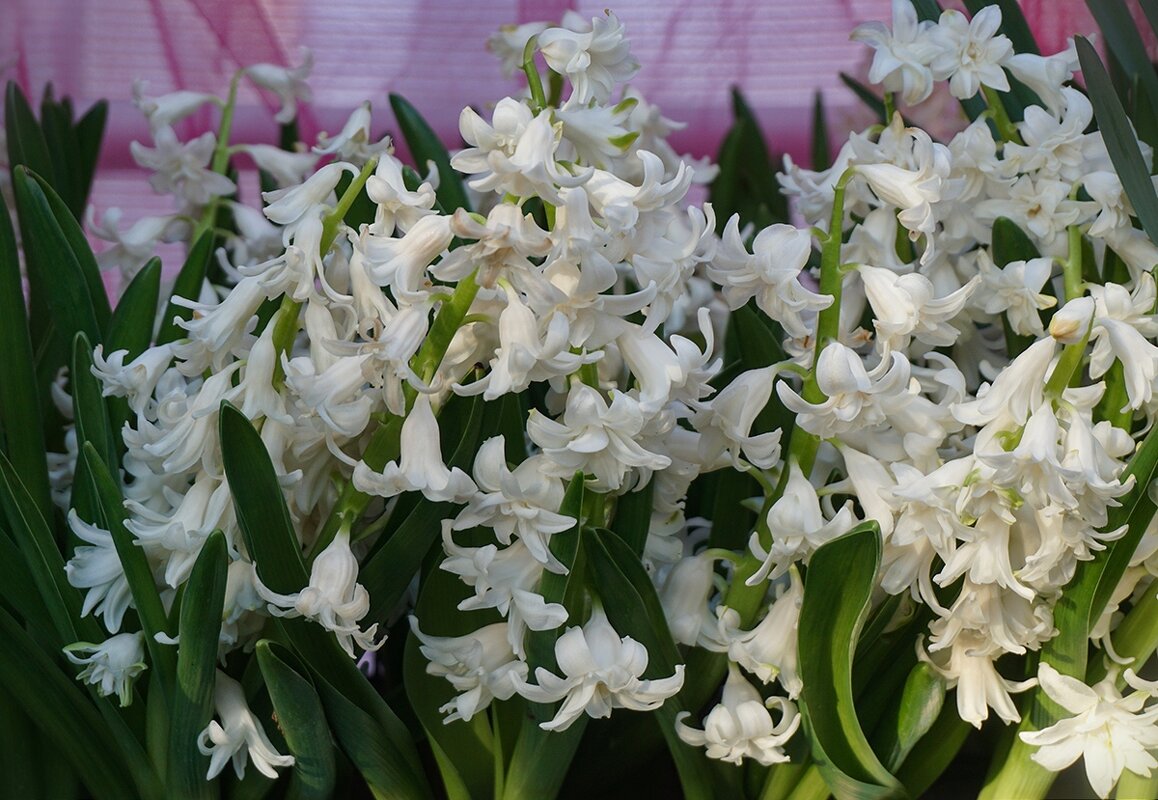 " Репетиция весны  " в Аптекарском огороде - Ольга 
