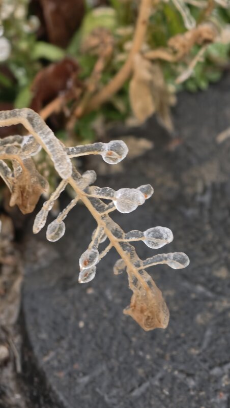 Причуды мороза - Мариша 